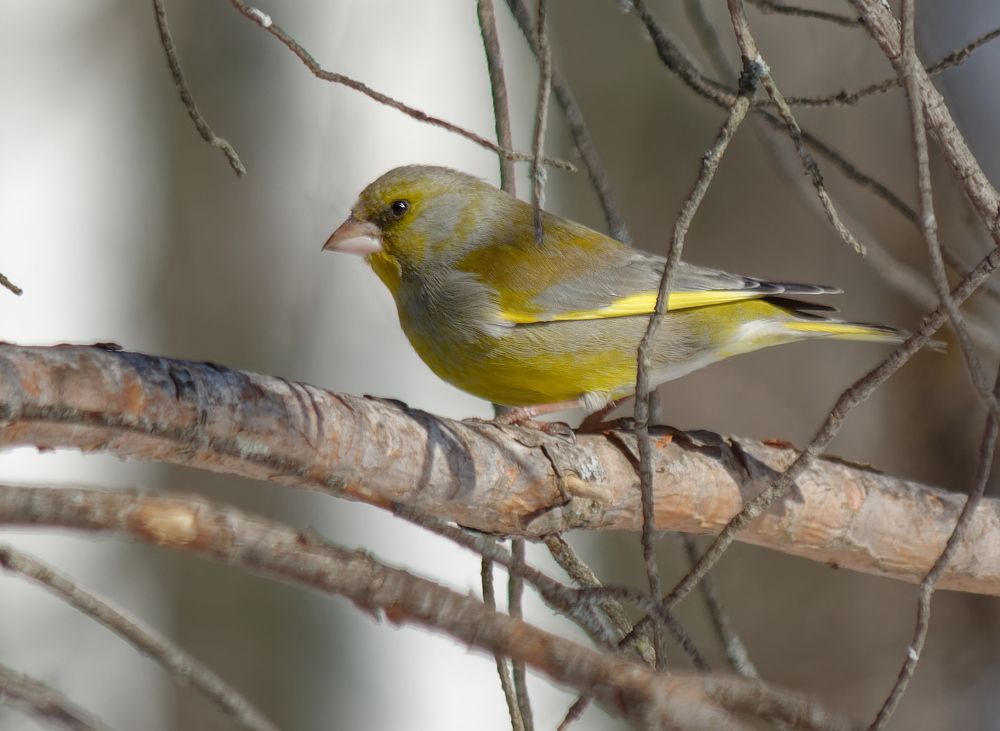 Photograph by Subway