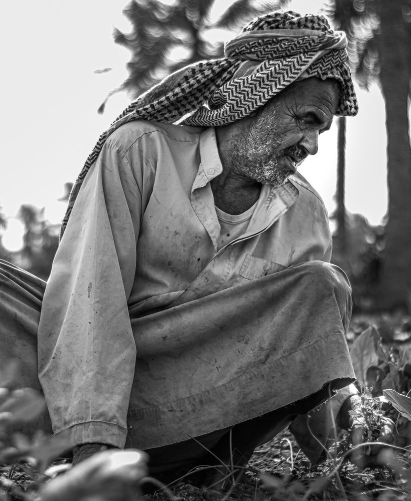 Qatif Farmer
