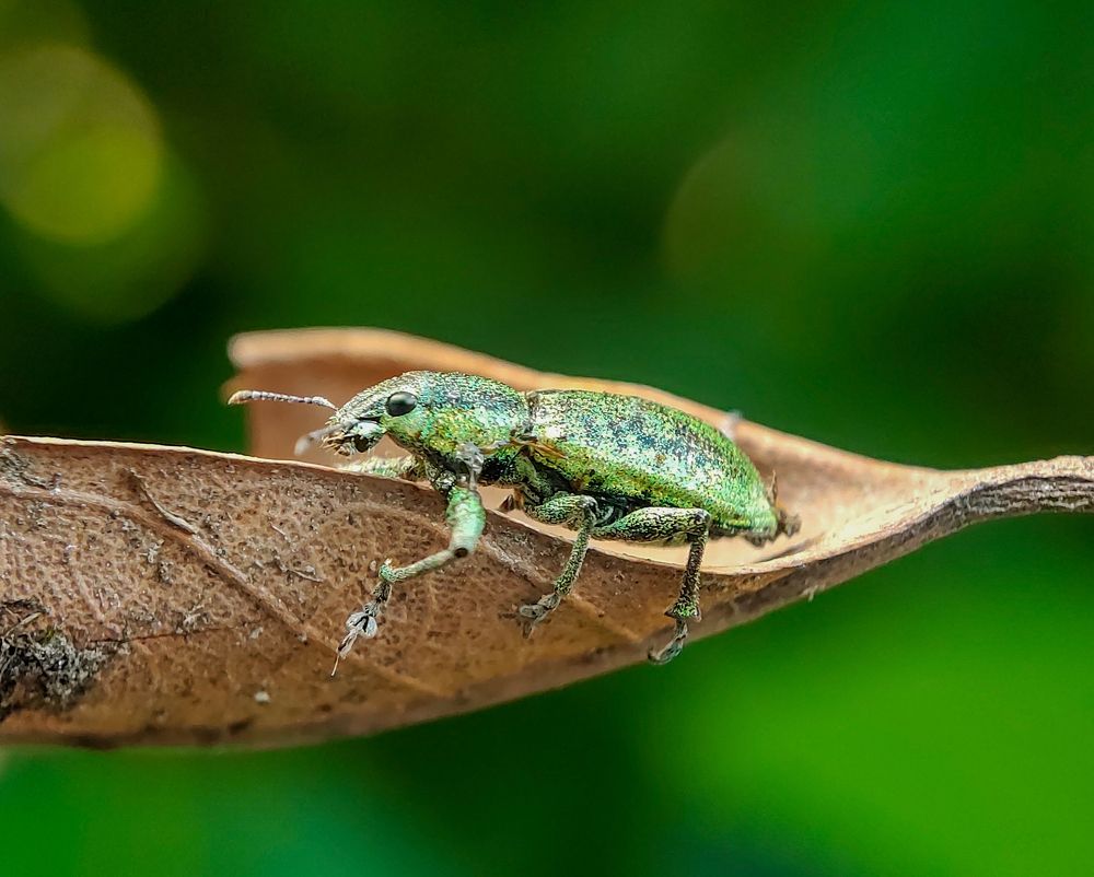 Weevil In The Bokeh World