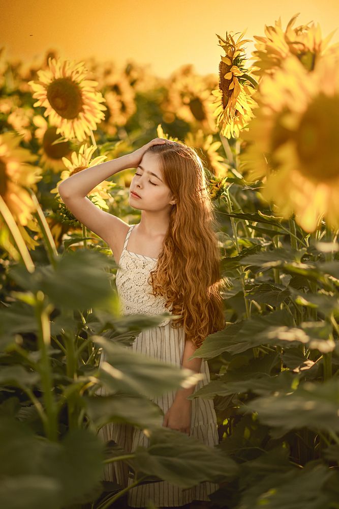 Sunflowers