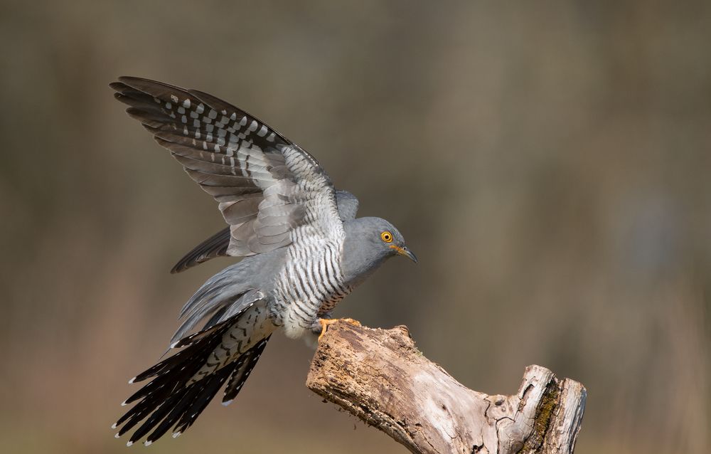 Фотография автора MARIA KULA