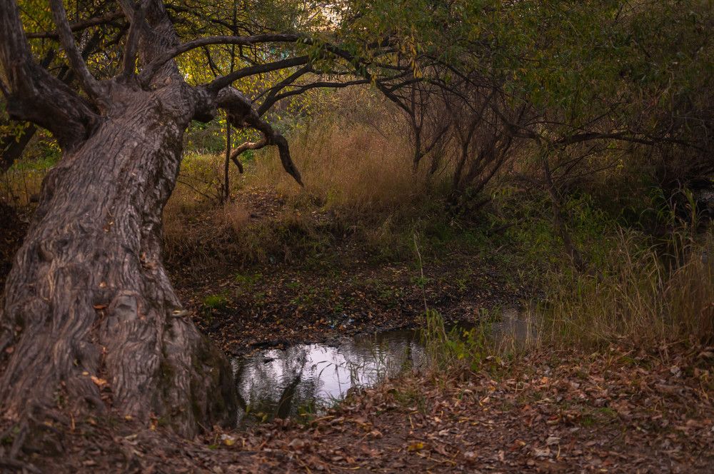 Photograph by Лариса Крышталь