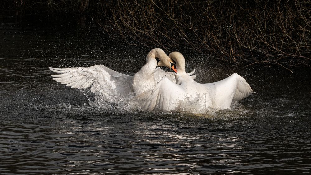 A swan dance