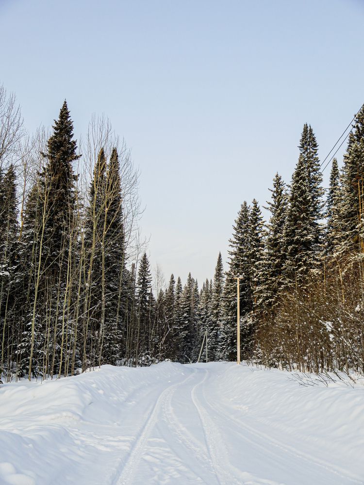 Зимняя дорога в лес.