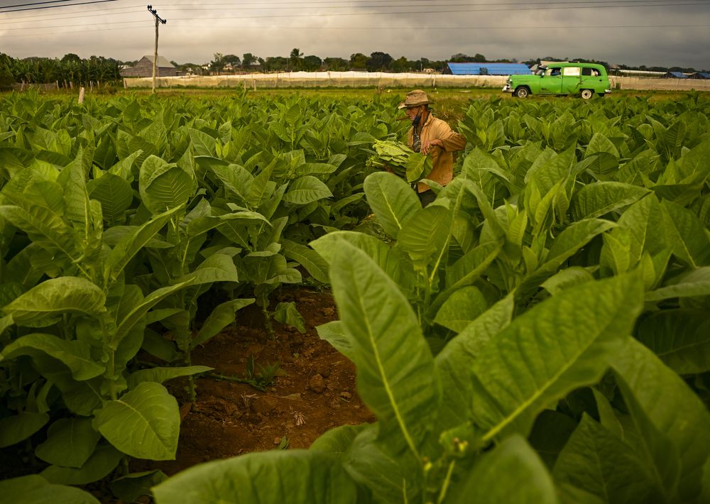 Tierra del mejor Habano!