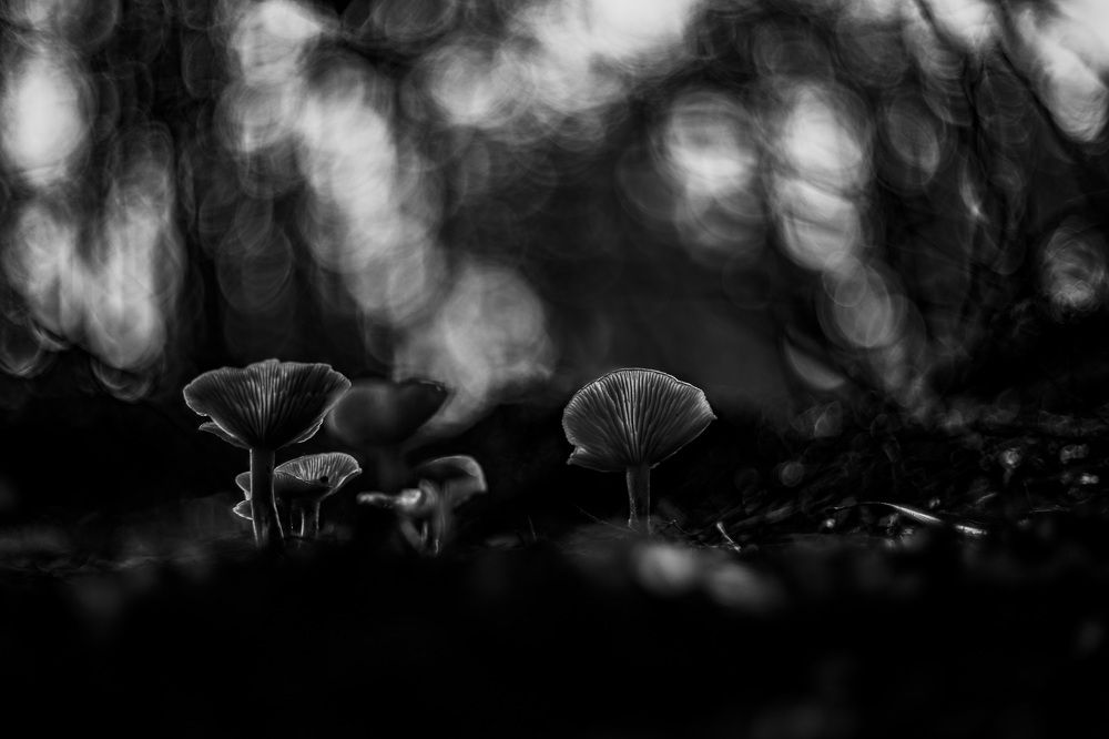 Photograph by Antonio Coelho