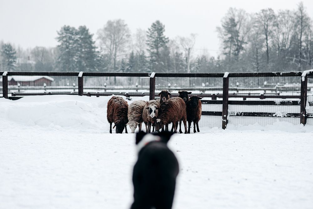 Photograph by Анастасия Пикей
