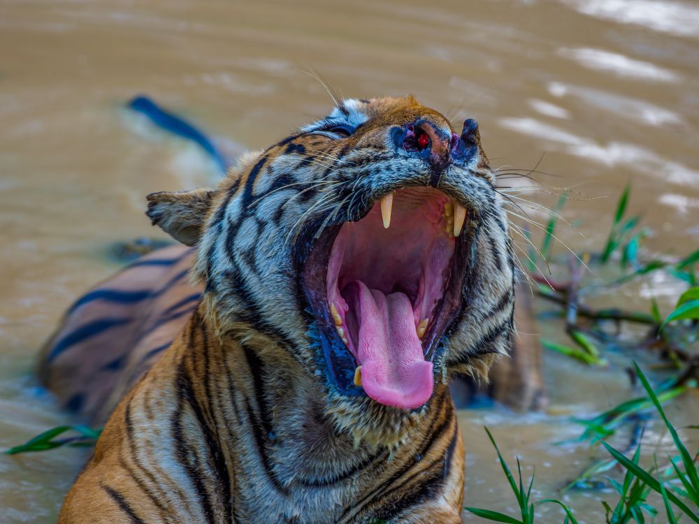 Photograph by Venkat Mangudi