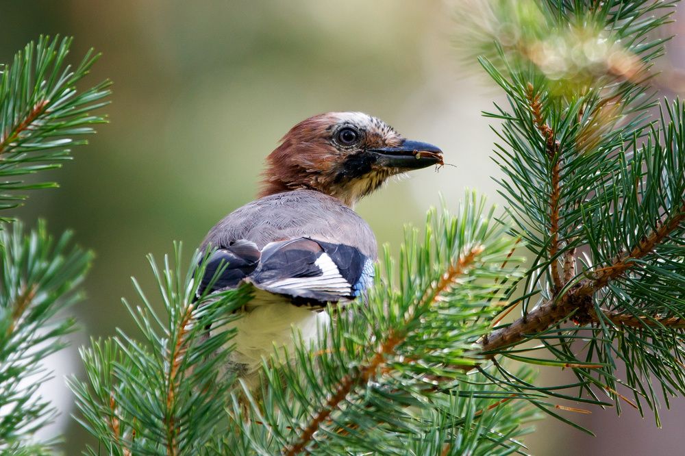 Photograph by Алексей Прокопенков