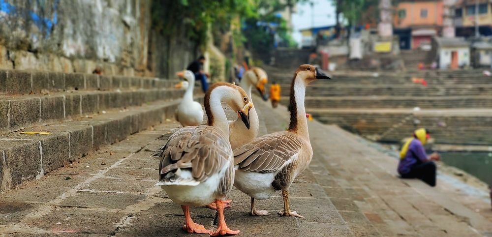 Фотография автора Pavitra Shettigar