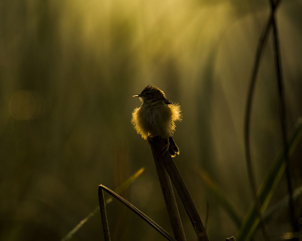 Glimpse of the first light