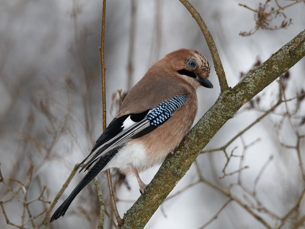Photograph by Алексей Прокопенков