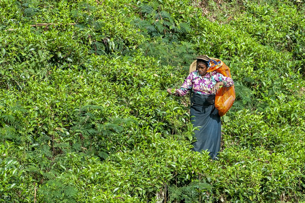 Сбор и производство чая в Шри-Ланке