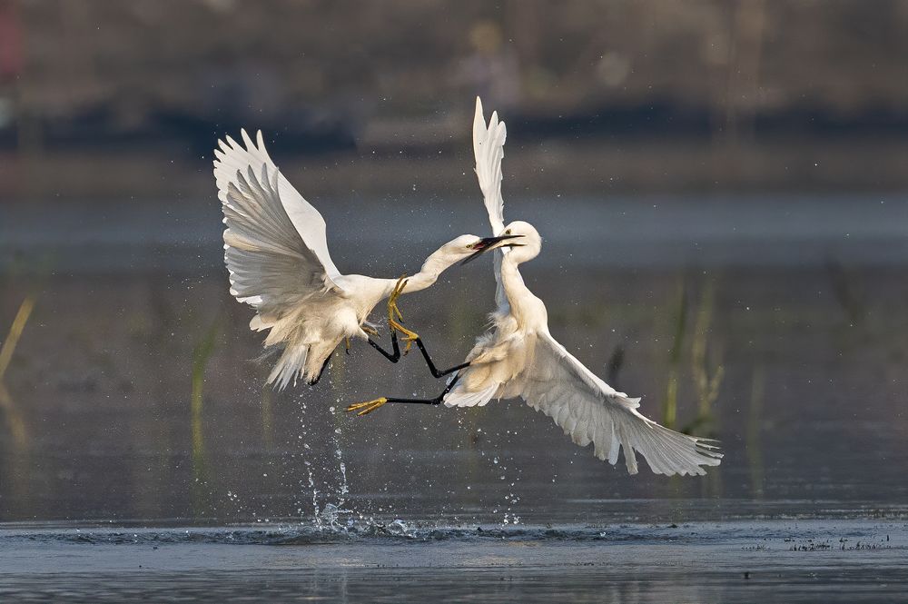 Photograph by somnath pal