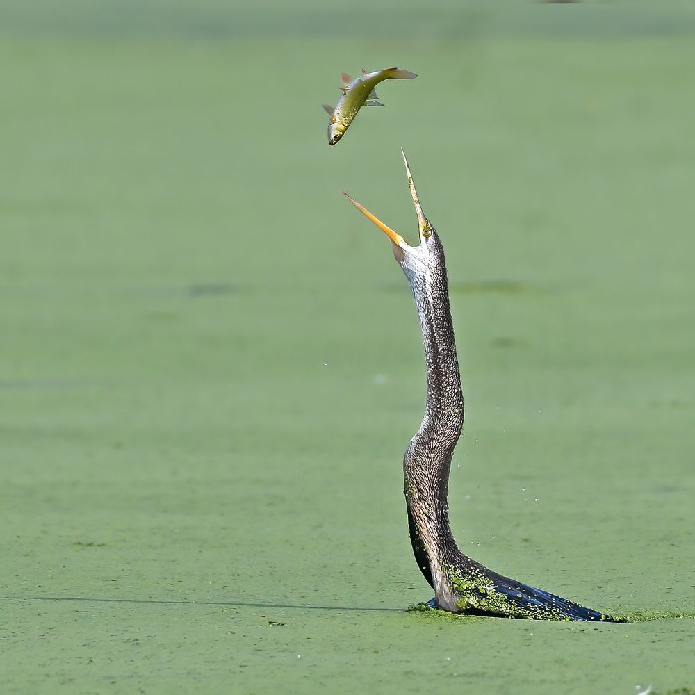 Darter with its Catch