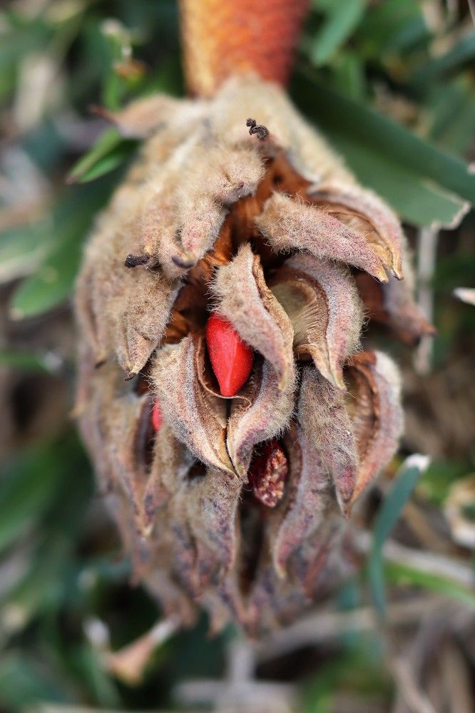 Magnolia seeds/fruits