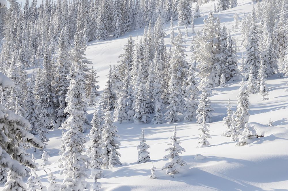 ...Снежный лес...