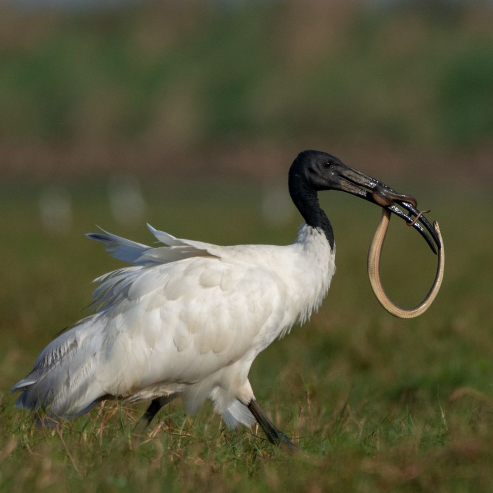 Photograph by Soumya Chandan Panda