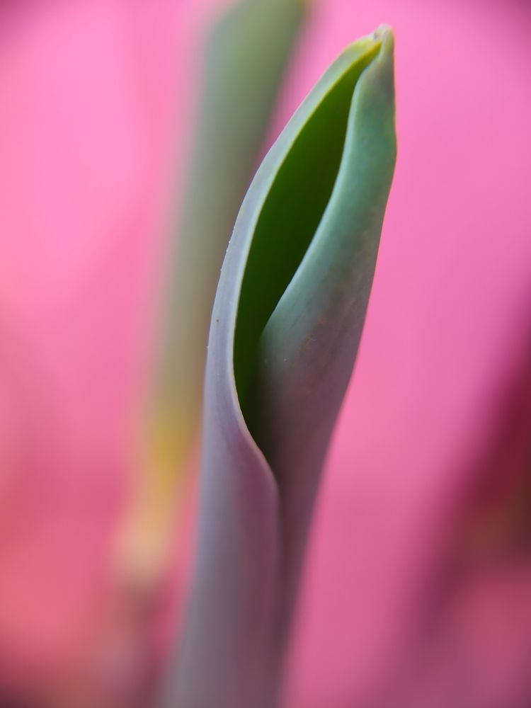 Photograph by Olga Gorokhova