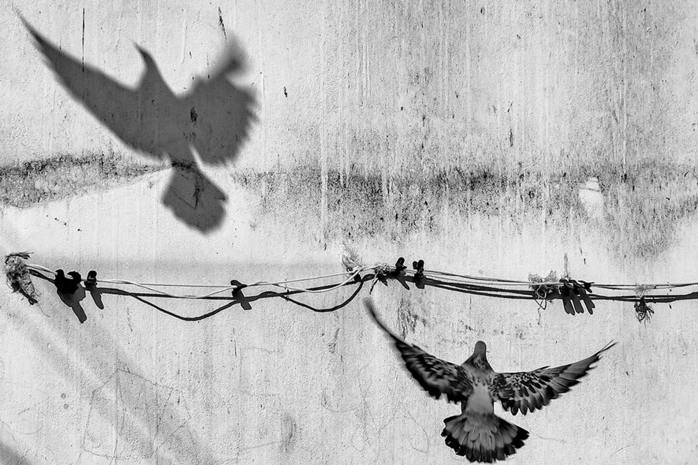 Coexistence