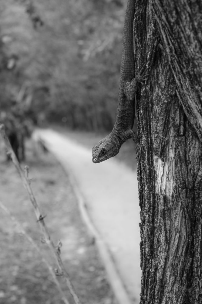 The small lizard (calango)