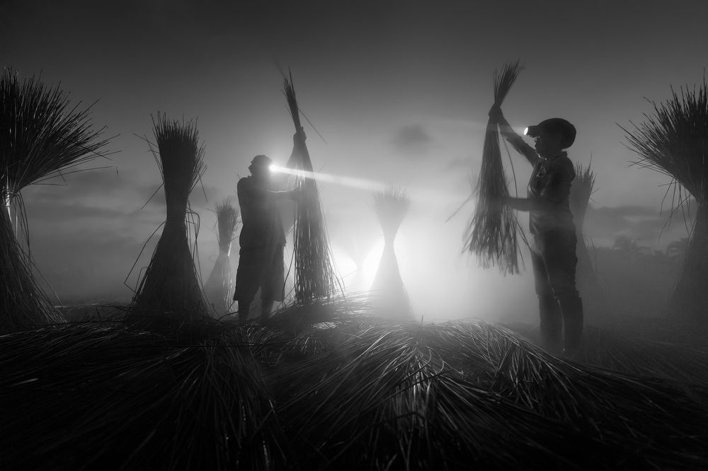 Harvesting sedge in the night