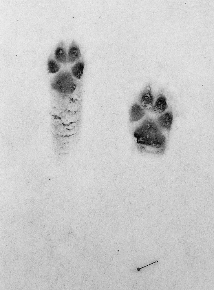 Photograph by Игорь Лобанов