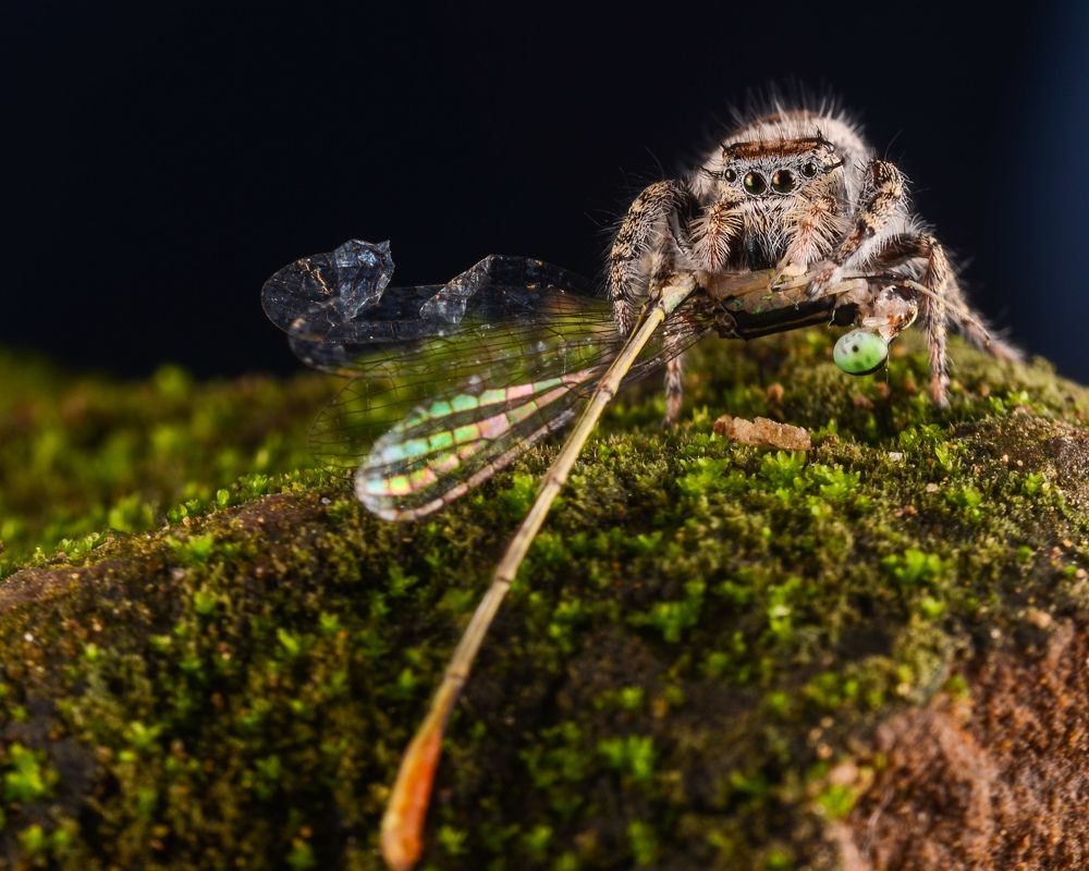 Photograph by Wira Awank