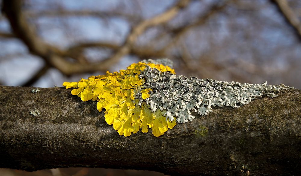 Photograph by Ави Христова