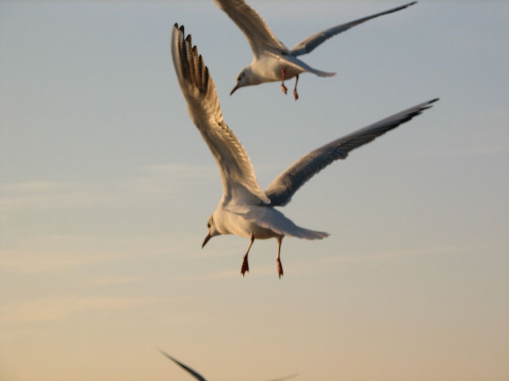 Photo #7327964