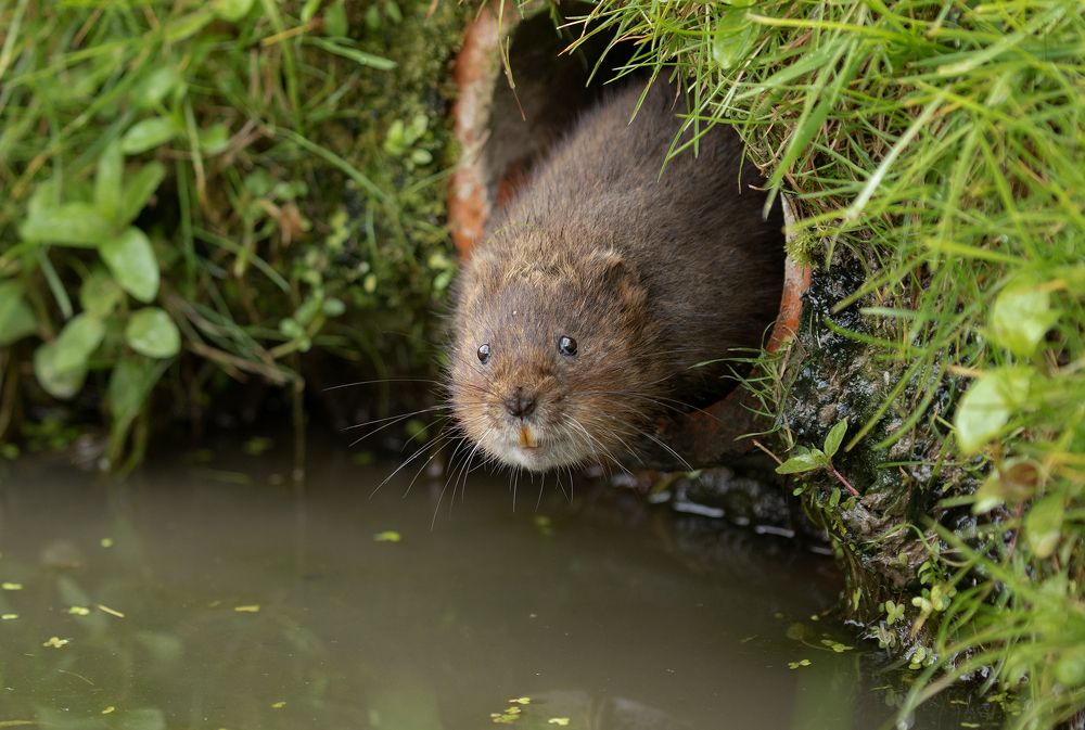 Water Vole