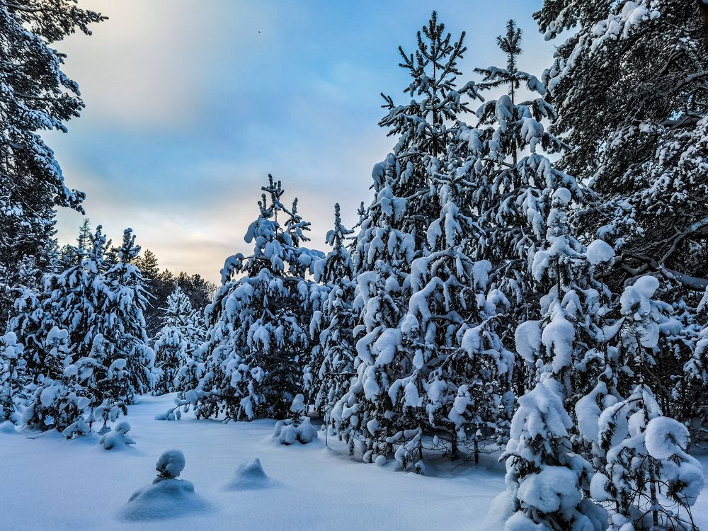 утро в лесу