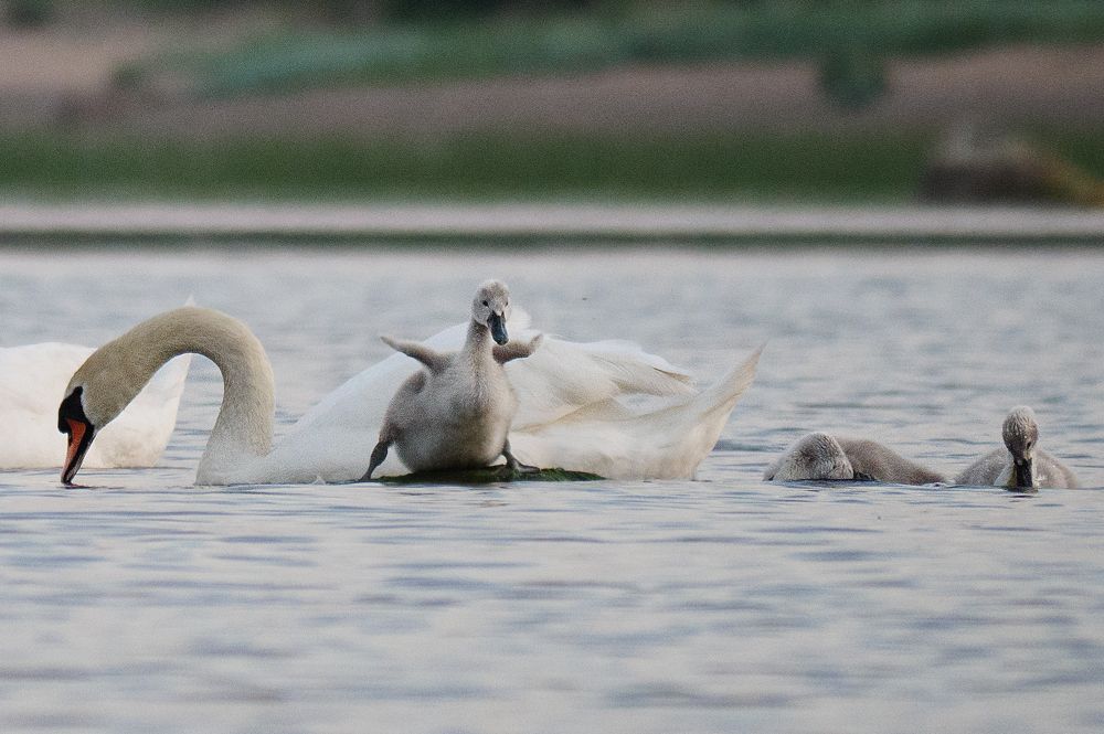 Photograph by Борис Раба