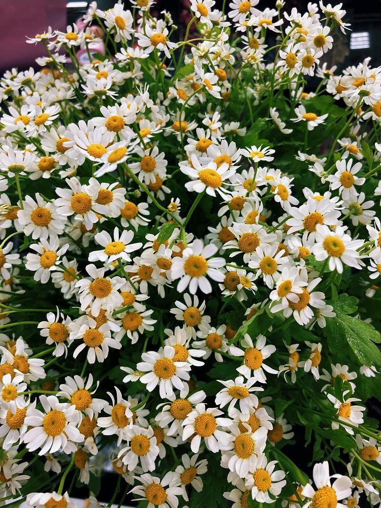 Привет, Ромашки)