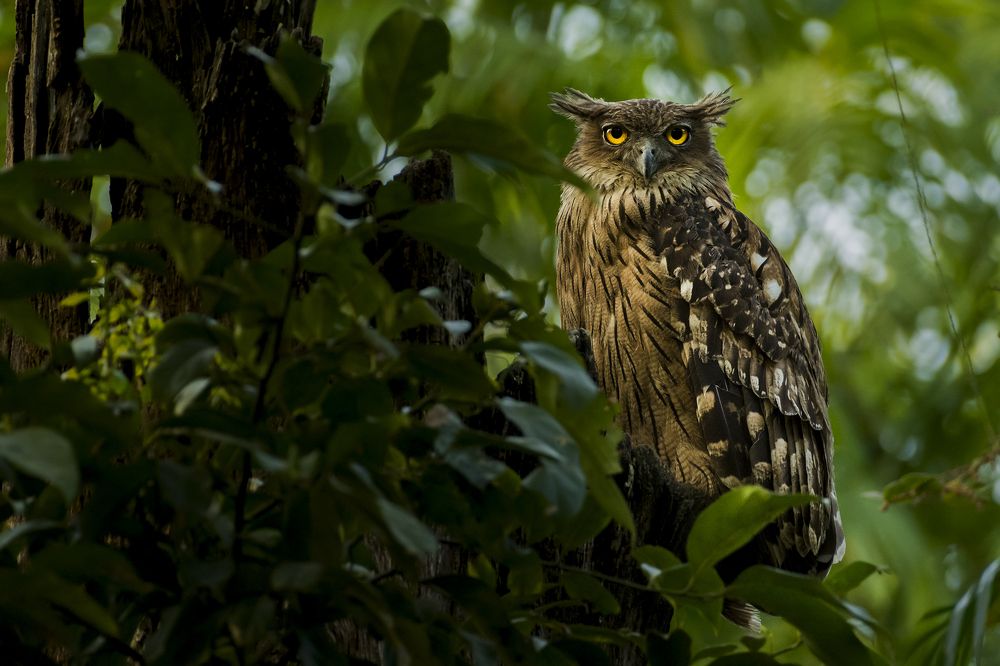 Photograph by Rahuldeb Bhattacharya
