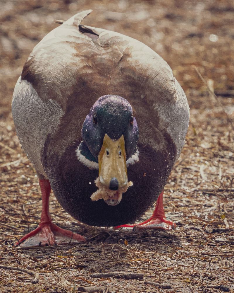 Photograph by Сурков Владимир