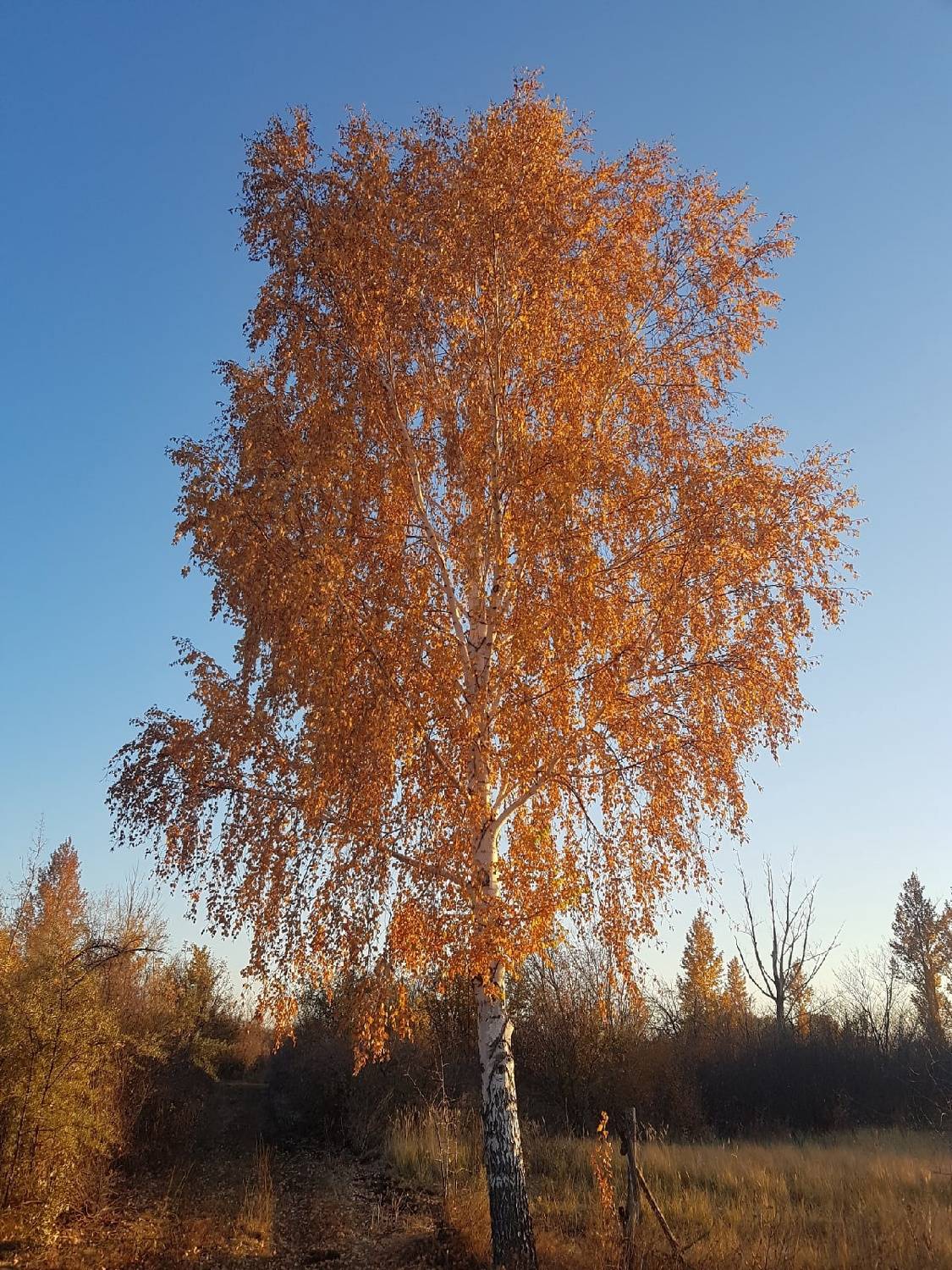 Photo #7328788