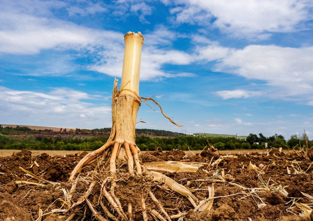 Photograph by Ави Христова