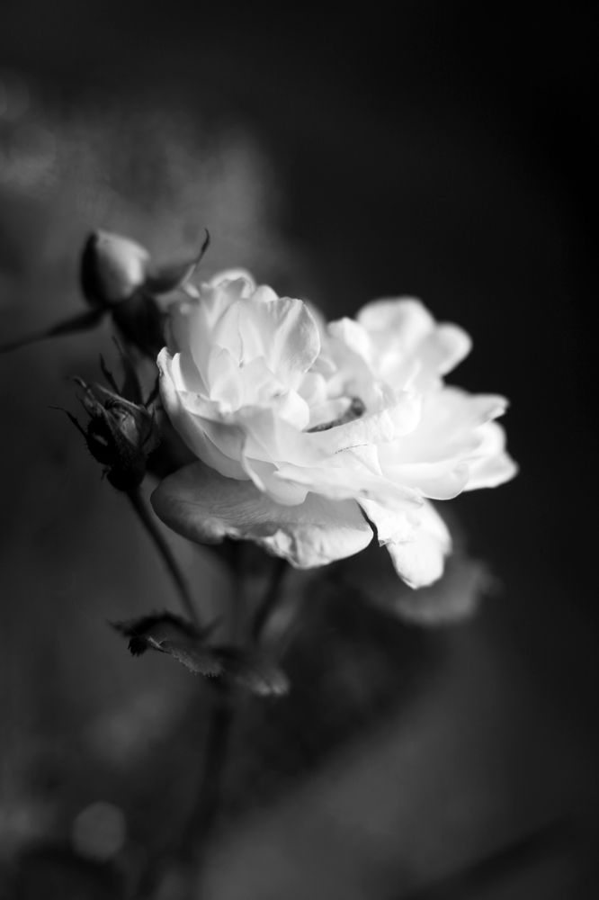 Photograph by Milla Luca