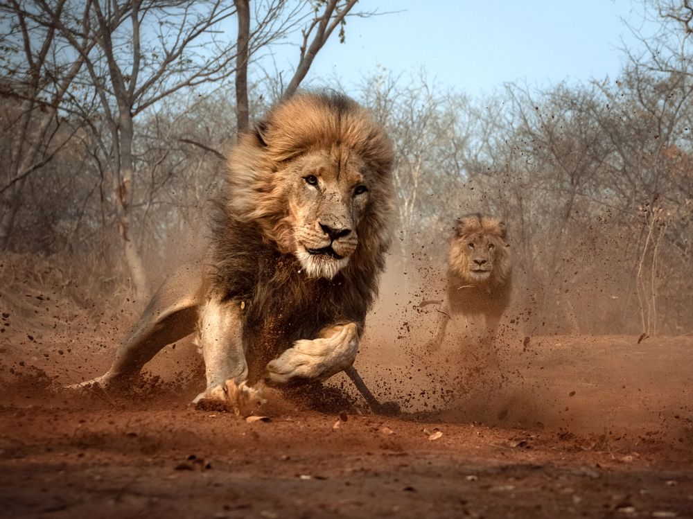 Lion Encounter.