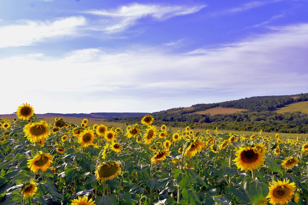 Photograph by Виталий Асташов