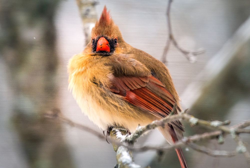 Photograph by Curt Whiteway