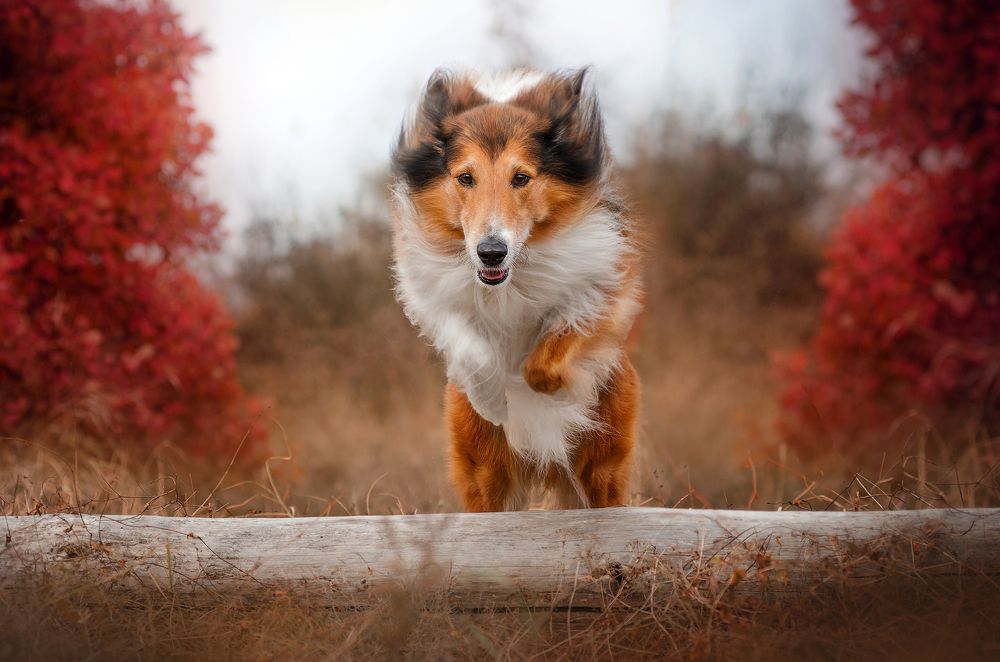 Photograph by Екатерина Кикоть