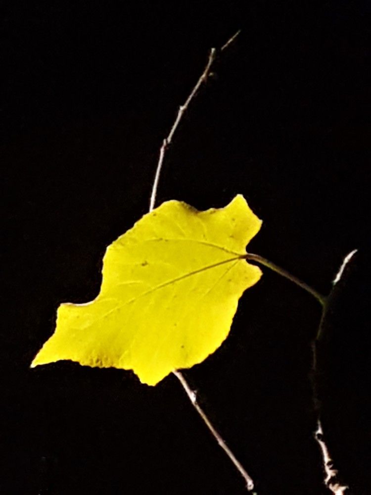 Фотография автора Ася Бабушкина