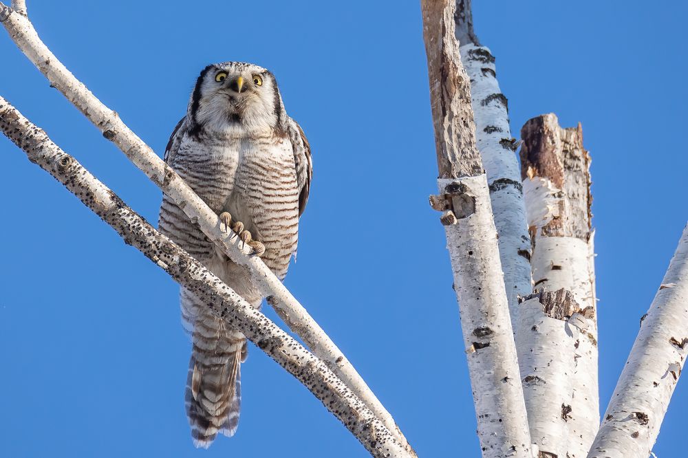 Photograph by Дина Нестеркова