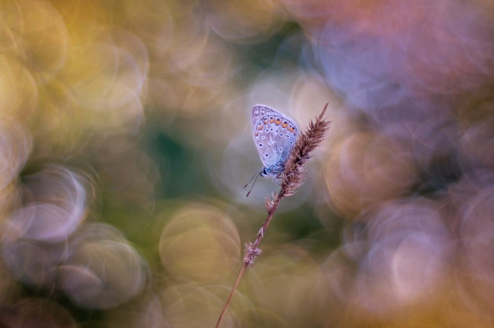 Photograph by Чепленко Алексей