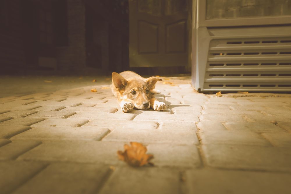 Photograph by Vitalii Kosobutskyi