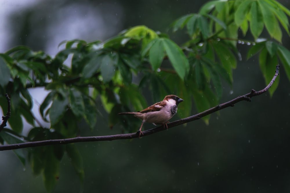 Photograph by Sanjay Anand Mishra
