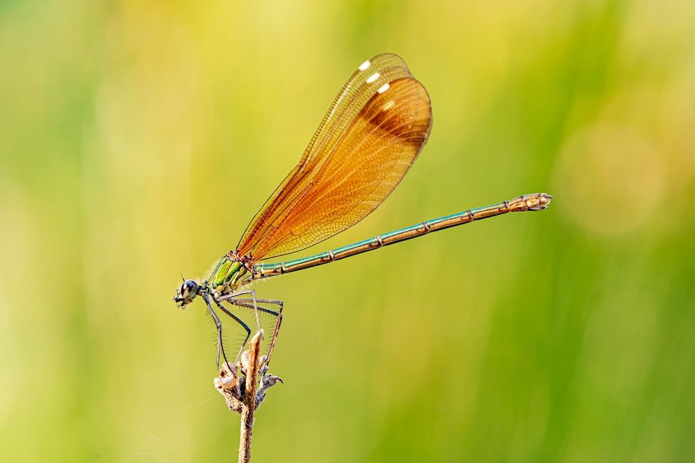 Photograph by JOSE ROS