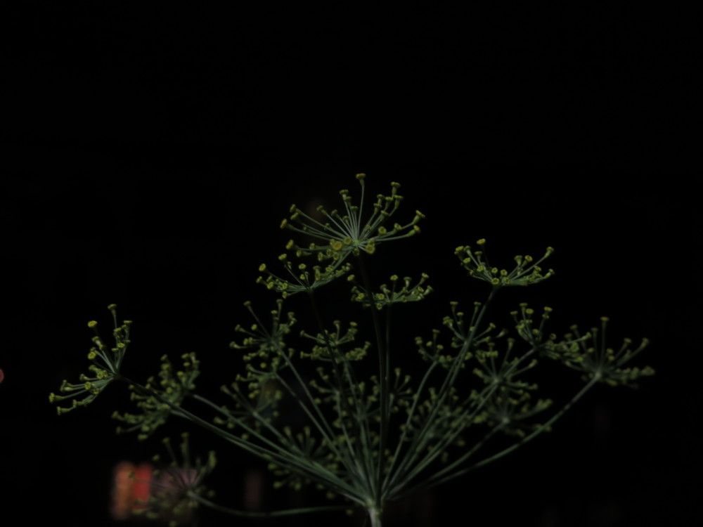 Photograph by Tempa Wangdi